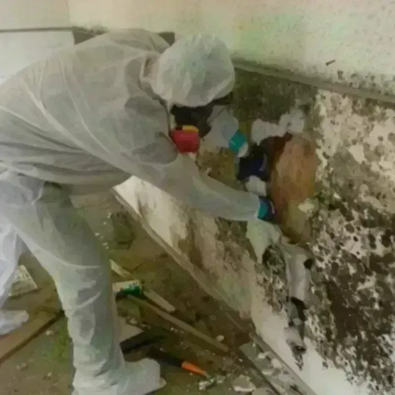 Mold Remediation and Removal in Ridgecrest, CA